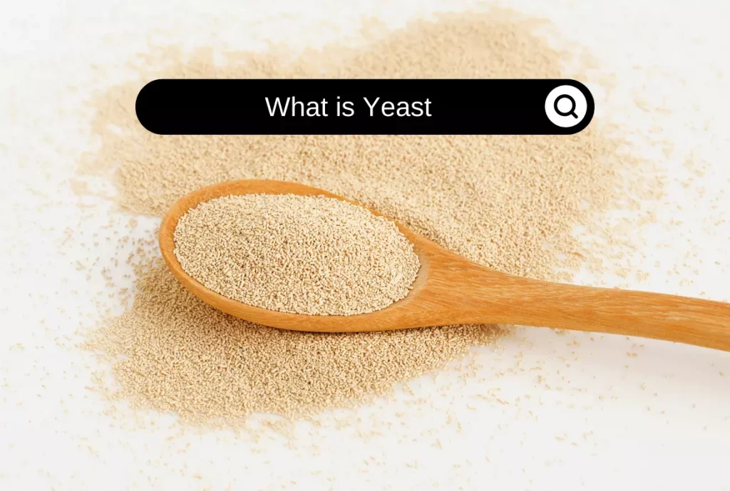 what is yeast