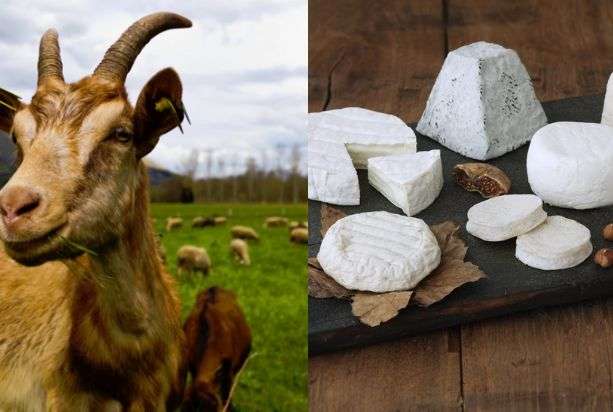 Is Goat Cheese Halal or haram
