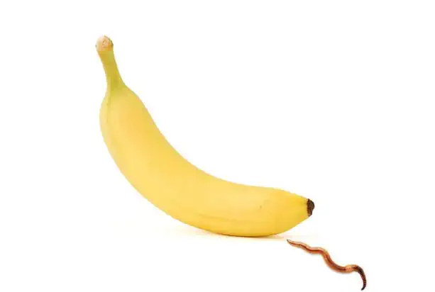 Do All Bananas Have Worms