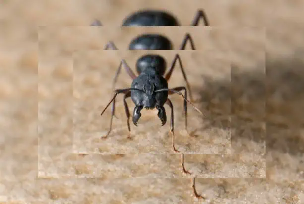 Do Carpenter Ants Have Moniliform Antennae