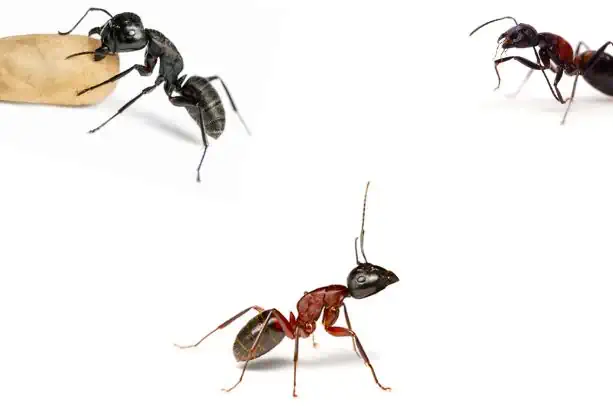 Does a Carpenter Ant Have Wings