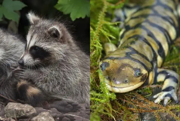 Raccoons & Tiger Salamanders which of the following best identifies the two different species