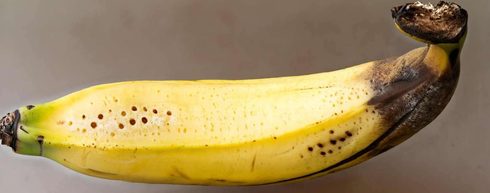 20 Health Benefits Of Eating Burro Bananas [Types, Nutrition, and Comparison]