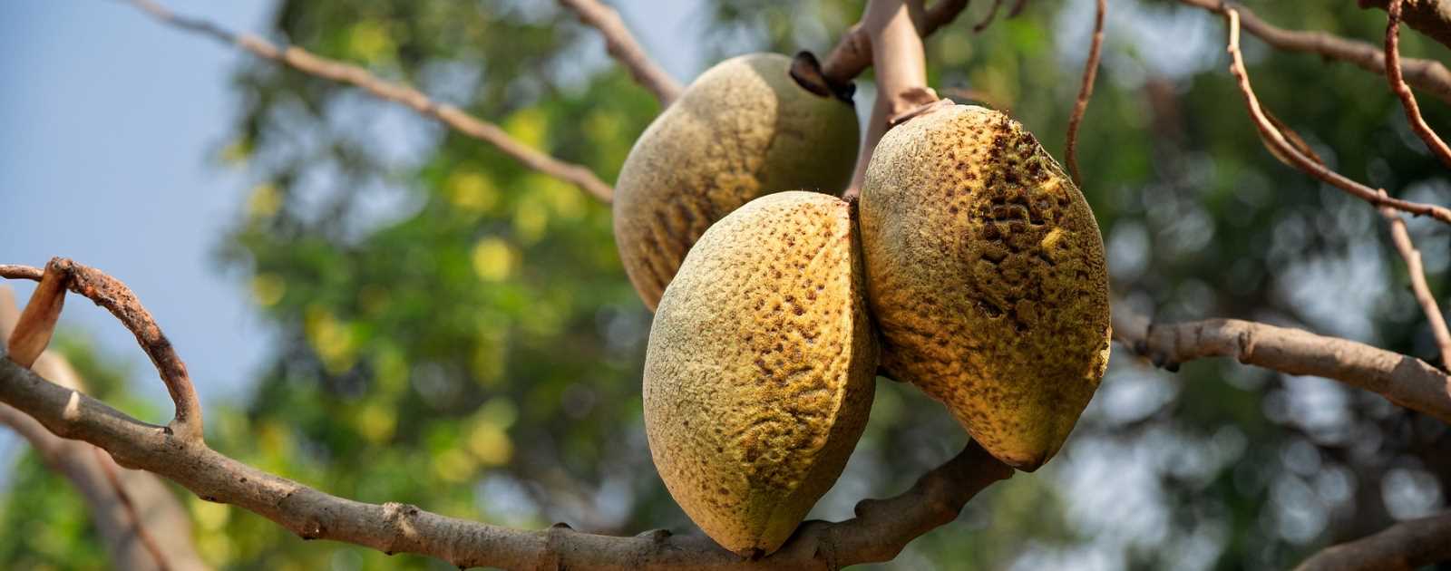 6 Benefits of Baobab Fruit Sexually