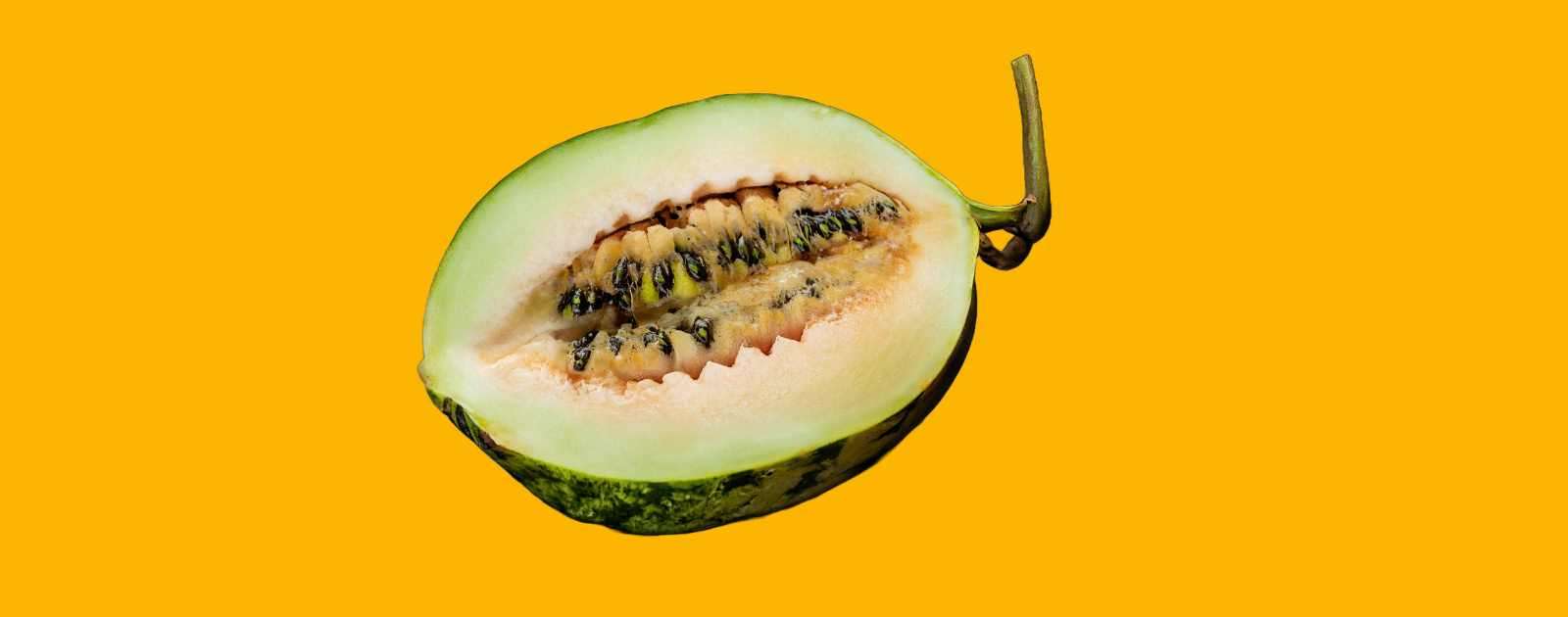 Is Cocomelon a Melon or a Fruit?