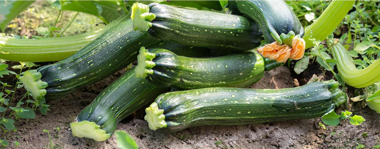 Is Zucchini a Melon or a Fruit