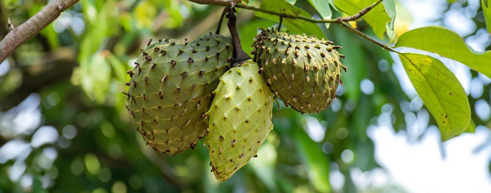 Why Is Soursop Illegal